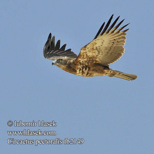 Circaetus pectoralis Black-chested Snake Eagle Black-breasted Snake-Eagle Hvidbuget Slangeørn Circaète poitrine noire Biancone pettonero Schwarzbrust-Schlangenadler Gaukler Gadożer białobrzuchy Orlík tmavoprsý Águila Culebrera Pecho Negro Pechinegra Svartbröstad ormörn Swartborsslangarend Savannikäärmekotka ムナグロチュウヒワシ Águia-cobreira-de-peito-preto Чёрный змееяд