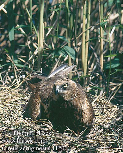 Circus aeruginosus Marsh Harrier Rohrweihe Busard roseaux