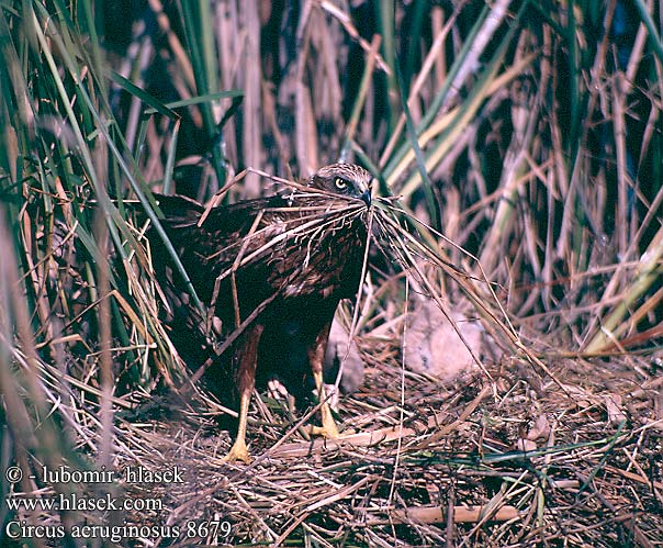 Circus aeruginosus 8679