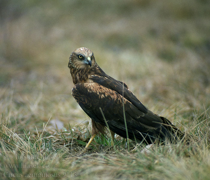 Circus aeruginosus Marsh Harrier