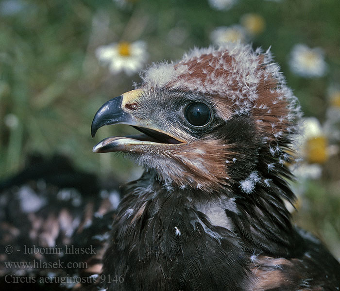 Circus aeruginosus Rohrweihe