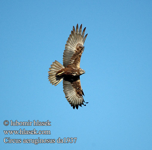 Marsh Harrier Rohrweihe Busard roseaux Aguilucho Lagunero