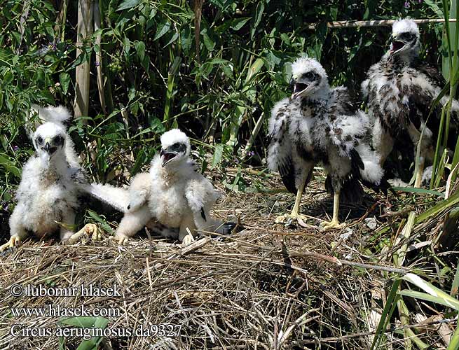 Aguilucho Lagunero Occidental Moták pochop