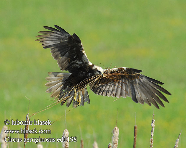 Circus aeruginosus ed0198