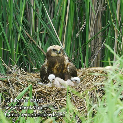 Saz delicesi זרון סוף Circus aeruginosus Marsh Harrier