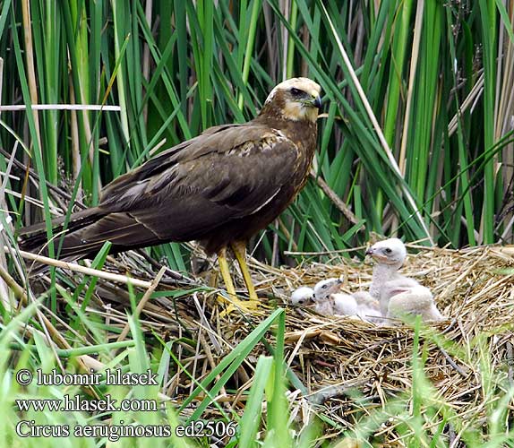 זרון סוף Circus aeruginosus Marsh Harrier