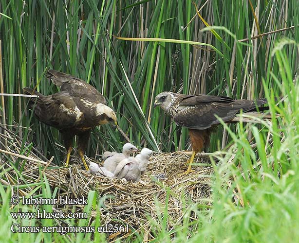 Circus aeruginosus Marsh Harrier Rohrweihe Busard roseaux