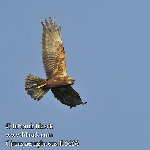 Pochop rákosní Marsh Harrier Rohrweihe Busard roseaux