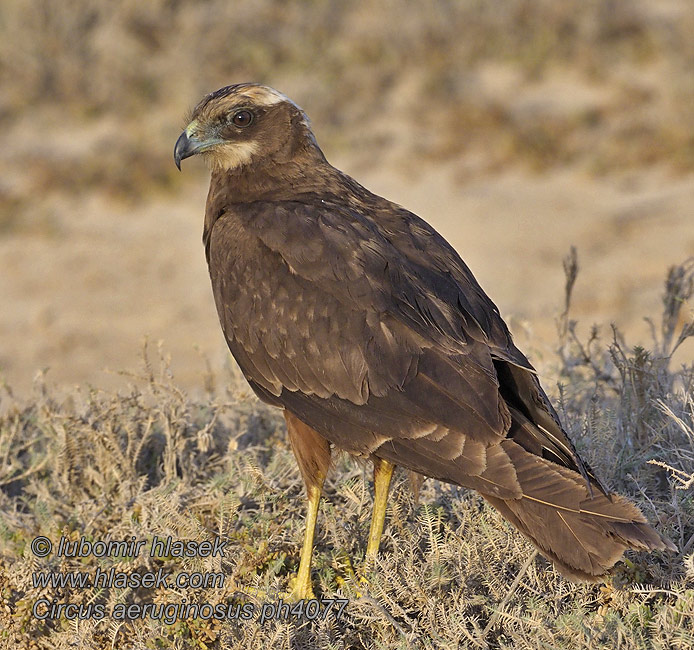 Circus aeruginosus