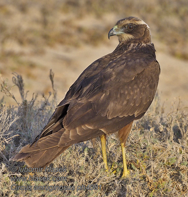 Circus aeruginosus