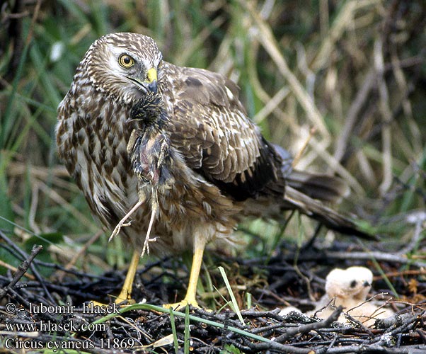 Circus cyaneus Hen Harrier Kornweihe Busard Saint-Martin Aguilucho Pálido Moták pilich Blå Kærhøg Blauwe Kiekendief Sinisuohaukka Albanella reale Myrhauk Blå kärrhök Kaňa sivá Kékes rétihéja Błotniak zbożowy 白尾鷂 Лунь полевой ハイイロチュウヒ مرزة الدجاج 잿빛개구리매 Βαλτόκιρκος Tartaranhão-azulado Польовий лунь Gökçe delice זרון תכול Välja-loorkull