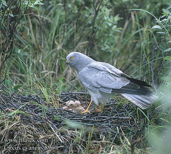 Circus cyaneus, Print, The hen harrier (Circus cyaneus) is a bird of prey.  The genus name Circus is derived from Ancient Greek kirkos, meaning  'circle', referring to a bird of prey named