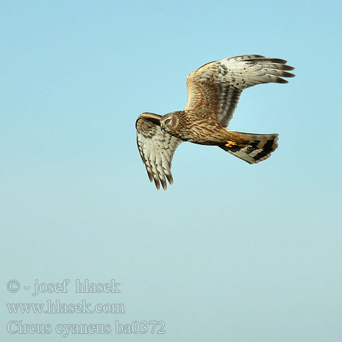 Circus cyaneus Hen Harrier Kornweihe Busard Saint-Martin Aguilucho Pálido Moták pilich Blå Kærhøg Blauwe Kiekendief Sinisuohaukka Albanella reale Myrhauk Blå kärrhök Kaňa sivá Kékes rétihéja Błotniak zbożowy 白尾鷂 Лунь полевой ハイイロチュウヒ مرزة الدجاج 잿빛개구리매 Βαλτόκιρκος Tartaranhão-azulado Польовий лунь Gökçe delice זרון תכול Välja-loorkull