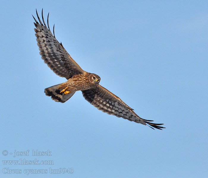 Circus cyaneus Hen Harrier Kornweihe Busard Saint-Martin Aguilucho Pálido Moták pilich Blå Kærhøg Blauwe Kiekendief Sinisuohaukka Albanella reale Myrhauk Blå kärrhök Kaňa sivá Kékes rétihéja Błotniak zbożowy 白尾鷂 Лунь полевой ハイイロチュウヒ مرزة الدجاج 잿빛개구리매 Βαλτόκιρκος Tartaranhão-azulado Польовий лунь Gökçe delice זרון תכול Välja-loorkull