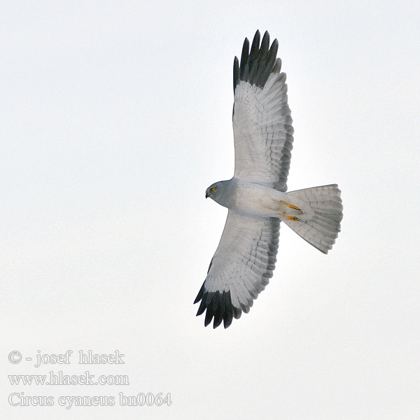 Circus cyaneus, Print, The hen harrier (Circus cyaneus) is a bird of prey.  The genus name Circus is derived from Ancient Greek kirkos, meaning  'circle', referring to a bird of prey named