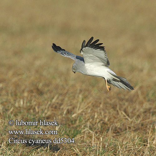 Gökçe delice זרון תכול Välja-loorkull Circus cyaneus Hen Harrier Kornweihe Busard Saint-Martin Aguilucho Pálido Moták pilich Blå Kærhøg Blauwe Kiekendief Sinisuohaukka Albanella reale Myrhauk Blå kärrhök Kaňa sivá Kékes rétihéja Błotniak zbożowy 白尾鷂 Лунь полевой ハイイロチュウヒ مرزة الدجا잿빛개구리매 Βαλτόκιρκος Tartaranhão-azulado Польовий лунь