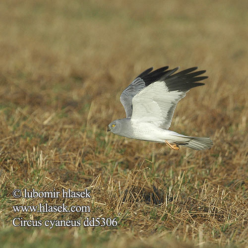 Hen Harrier Kornweihe Busard Saint-Martin Aguilucho Pálido Moták pilich Blå Kærhøg Blauwe Kiekendief Sinisuohaukka Albanella reale Myrhauk Blå kärrhök Kaňa sivá Kékes rétihéja Błotniak zbożowy 白尾鷂 Лунь полевой ハイイロチュウヒ مرزة الدجاج 잿빛개구리매 Βαλτόκιρκος Tartaranhão-azulado Польовий лунь Gökçe delice זרון תכול Välja-loorkull Circus cyaneus