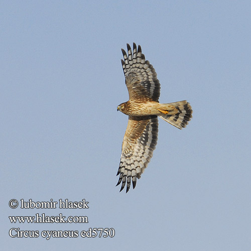 Circus cyaneus, Print, The hen harrier (Circus cyaneus) is a bird of prey.  The genus name Circus is derived from Ancient Greek kirkos, meaning  'circle', referring to a bird of prey named