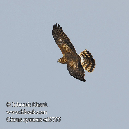 Tartaranhão-azulado Польовий лунь Gökçe delice זרון תכול Välja-loorkull Circus cyaneus Hen Harrier Kornweihe Busard Saint-Martin Aguilucho Pálido Moták pilich Blå Kærhøg Blauwe Kiekendief Sinisuohaukka Albanella reale Myrhauk Blå kärrhök Kaňa sivá Kékes rétihéja Błotniak zbożowy 白尾鷂 Лунь полевой ハイイロチュウヒ مرزة الدجاج 잿빛개구리매 Βαλτόκιρκος