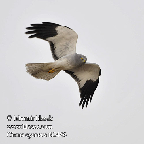 Välja-loorkull Circus cyaneus Hen Harrier Kornweihe Busard Saint-Martin Aguilucho Pálido Moták pilich Blå Kærhøg Blauwe Kiekendief Sinisuohaukka Albanella reale Myrhauk Blå kärrhök Kaňa sivá Kékes rétihéja Błotniak zbożowy 白尾鷂 Лунь полевой ハイイロチュウヒ مرزة الدجاج 잿빛개구리매 Βαλτόκιρκος Tartaranhão-azulado Польовий лунь Gökçe delice זרון תכול