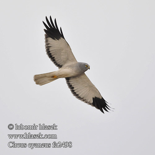 Circus cyaneus, Print, The hen harrier (Circus cyaneus) is a bird of prey.  The genus name Circus is derived from Ancient Greek kirkos, meaning  'circle', referring to a bird of prey named