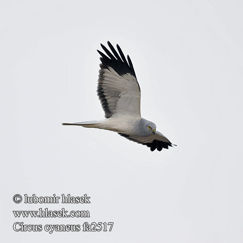 Circus cyaneus, Print, The hen harrier (Circus cyaneus) is a bird of prey.  The genus name Circus is derived from Ancient Greek kirkos, meaning  'circle', referring to a bird of prey named