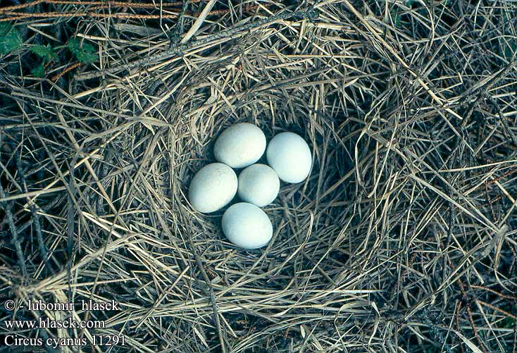 Circus cyaneus Hen Harrier Kornweihe Busard Saint-Martin Aguilucho Pálido Moták pilich Blå Kærhøg Blauwe Kiekendief Sinisuohaukka Albanella reale Myrhauk Blå kärrhök Kaňa sivá Kékes rétihéja Błotniak zbożowy 白尾鷂 Лунь полевой ハイイロチュウヒ مرزة الدجاج 잿빛개구리매 Βαλτόκιρκος Tartaranhão-azulado Польовий лунь Gökçe delice זרון תכול Välja-loorkull