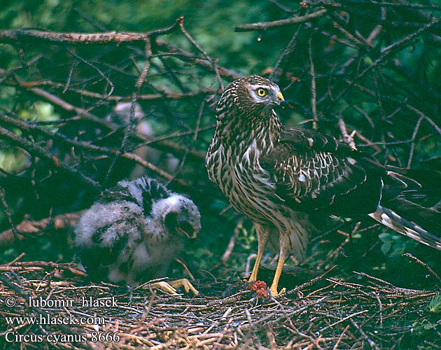 Лунь полевой ハイイロチュウヒ مرزة الدجاج 잿빛개구리매 Βαλτόκιρκος Tartaranhão-azulado Польовий лунь Gökçe delice זרון תכול Välja-loorkull Circus cyaneus Hen Harrier Kornweihe Busard Saint-Martin Aguilucho Pálido Moták pilich Blå Kærhøg Blauwe Kiekendief Sinisuohaukka Albanella reale Myrhauk Blå kärrhök Kaňa sivá Kékes rétihéja Błotniak zbożowy 白尾鷂