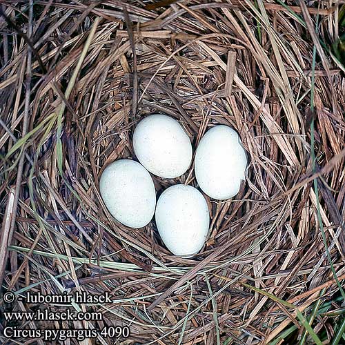 Circus pygargus Montagu's Harrier Wiesenweihe Busard cendré Aguilucho Cenizo Moták lužní Hedehøg Grauwe Kiekendief Niittysuohaukka Albanella minore Enghauk Ängshök Błotniak łąkowy Tartaranhão-caçador Луговой лунь Kaňa popolavá 烏灰鷂 Луговой лунь ヒメハイイロチュウヒ أبو شودة Λιβαδόκιρκος Tartaranhão-caçador Болотняний лунь Bloupaddavreter Çayır delicesi זרון פס Ливадният блатар Soo-loorkull Eja livadarka Pļavu lija Pievinė lingė Hamvas rétihéja Eretele sur Erete Močvirski lunj