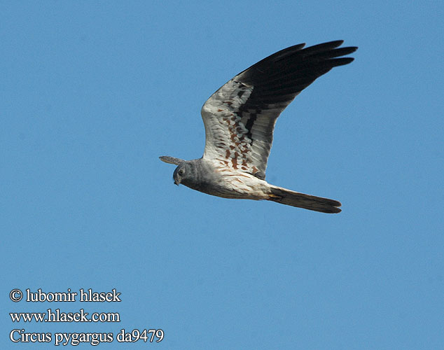 Circus pygargus Montagu's Harrier Wiesenweihe Busard cendré Aguilucho Cenizo Moták lužní Hedehøg Grauwe Kiekendief Niittysuohaukka Albanella minore Enghauk Ängshök Błotniak łąkowy Tartaranhão-caçador Kaňa popolavá 烏灰鷂 Луговой лунь ヒメハイイロチュウヒ أبو شودة Λιβαδόκιρκος Tartaranhão-caçador Болотняний лунь Bloupaddavreter Çayır delicesi זרון פס Ливадният блатар Soo-loorkull Eja livadarka Pļavu lija Pievinė lingė Hamvas rétihéja Eretele sur Erete Močvirski lunj