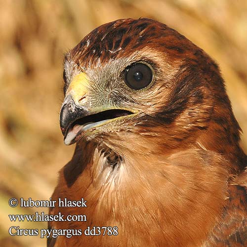 Eretele sur Erete Močvirski lunj Circus pygargus Montagu's Harrier Wiesenweihe Busard cendré Aguilucho Cenizo Moták lužní Hedehøg Grauwe Kiekendief Niittysuohaukka Albanella minore Enghauk Ängshök Błotniak łąkowy Tartaranhão-caçador Kaňa popolavá 烏灰鷂 Луговой лунь ヒメハイイロチュウヒ أبو شودة Λιβαδόκιρκος Tartaranhão-caçador Болотняний лунь Bloupaddavreter Çayır delicesi זרון פס Ливадният блатар Soo-loorkull Eja livadarka Pļavu lija Pievinė lingė Hamvas rétihéja