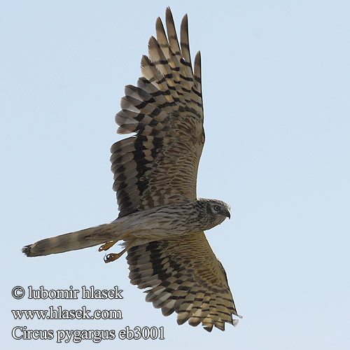 Montagu's Harrier Wiesenweihe Busard cendré Aguilucho Cenizo Moták lužní Hedehøg Grauwe Kiekendief Niittysuohaukka Albanella minore Enghauk Ängshök Błotniak łąkowy Tartaranhão-caçador Kaňa popolavá 烏灰鷂 Луговой лунь ヒメハイイロチュウヒ أبو شودة Λιβαδόκιρκος Tartaranhão-caçador Болотняний лунь Bloupaddavreter Çayır delicesi זרון פס Ливадният блатар Soo-loorkull Eja livadarka Pļavu lija Pievinė lingė Hamvas rétihéja Eretele sur Erete Močvirski lunj Circus pygargus