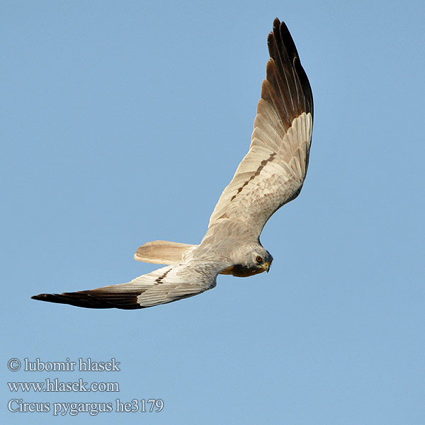 Circus pygargus Montagu's Harrier Wiesenweihe Busard cendré Aguilucho Cenizo Moták lužní Hedehøg Grauwe Kiekendief Niittysuohaukka Albanella minore Enghauk Ängshök Błotniak łąkowy Tartaranhão-caçador Kaňa popolavá 烏灰鷂 Луговой лунь ヒメハイイロチュウヒ أبو شودة Λιβαδόκιρκος Tartaranhão-caçador Болотняний лунь Bloupaddavreter Çayır delicesi זרון פס Ливадният блатар Soo-loorkull Eja livadarka Pļavu lija Pievinė lingė Hamvas rétihéja Eretele sur Erete Močvirski lunj