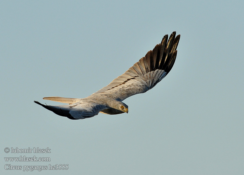 Montagu's Harrier Circus pygargus Wiesenweihe Busard cendré Aguilucho Cenizo Moták lužní Hedehøg Grauwe Kiekendief Niittysuohaukka Albanella minore Enghauk Ängshök Błotniak łąkowy Tartaranhão-caçador Kaňa popolavá 烏灰鷂 Луговой лунь ヒメハイイロチュウヒ أبو شودة Λιβαδόκιρκος Tartaranhão-caçador Болотняний лунь Bloupaddavreter Çayır delicesi זרון פס Ливадният блатар Soo-loorkull Eja livadarka Pļavu lija Pievinė lingė Hamvas rétihéja Eretele sur Erete Močvirski lunj