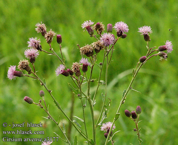 Cirsium arvense Creeping Canada Thistle Ager-Tidsel Pelto-ohdake