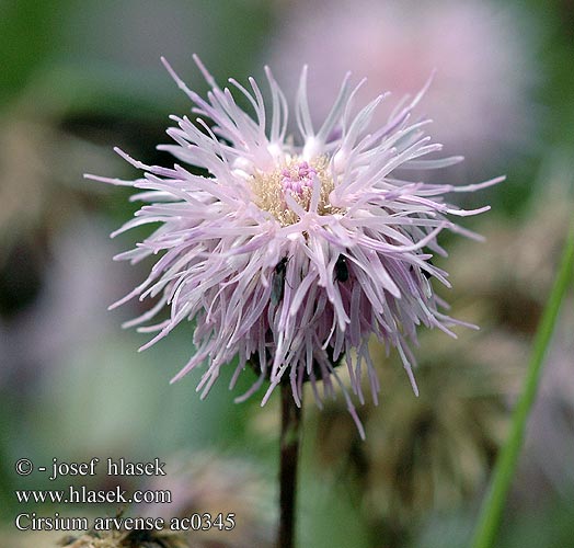 Cirsium arvense Cirse champs Akkerdistel Åkertistel Devedikeni