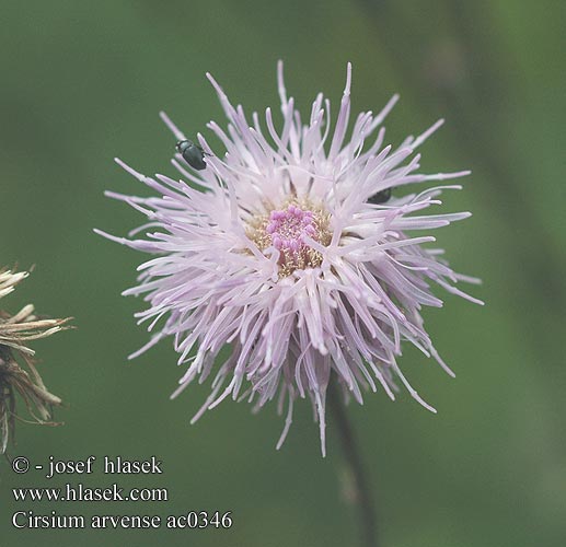 Cirsium arvense Pcháč rolní Cardo cundidor oloroso エゾノキツネアザミ