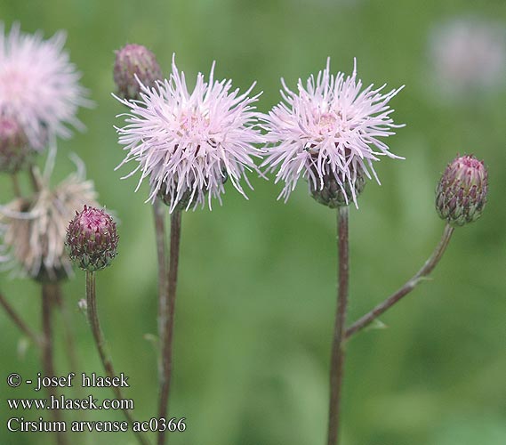 Cirsium arvense エゾノキツネアザミ Stoppione Cardo campestre Scardaccione