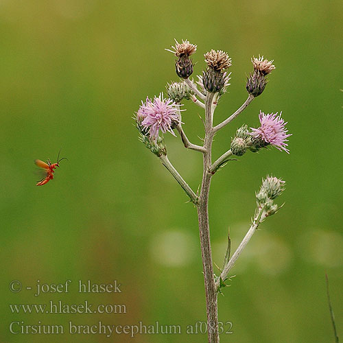 Cirsium brachycephalum Pcháč žlutoostenný krátkohlavý