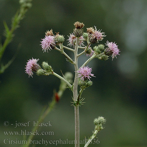 Cirsium brachycephalum Pcháč krátkohlavý Kisfészkű aszat