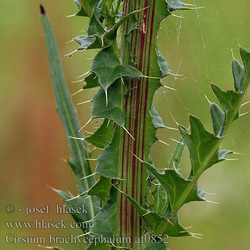 Cirsium brachycephalum Kisfészkű aszat Pichliač úzkolistý