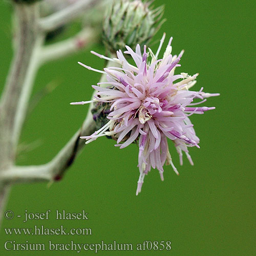 Cirsium brachycephalum Kurzkopf-Kratzdistel Pcháč žlutoostenný