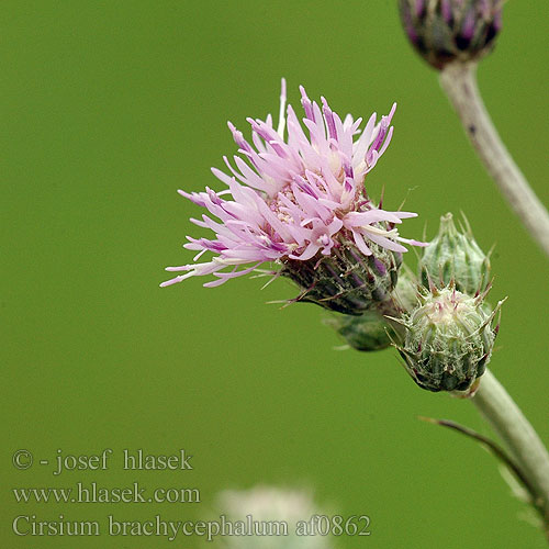 Cirsium brachycephalum Kurzkopf-Kratzdistel Pcháč krátkohlavý