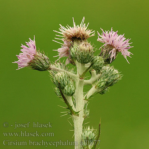 Cirsium brachycephalum Pcháč žlutoostenný krátkohlavý