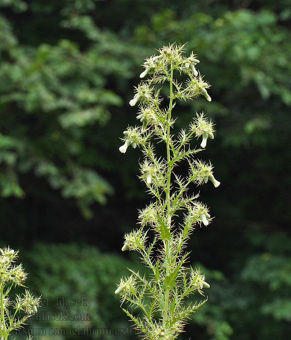 Cirsium candelabrum