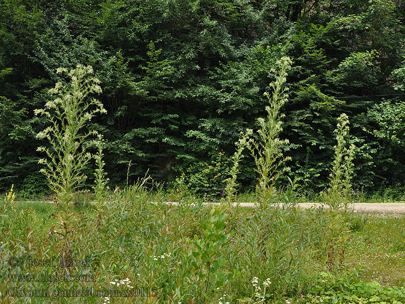 Cirsium candelabrum