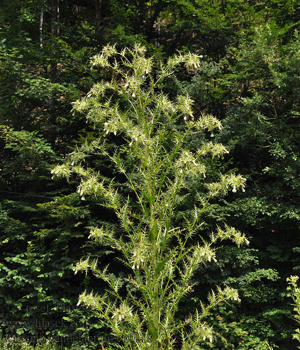 Cirsium candelabrum