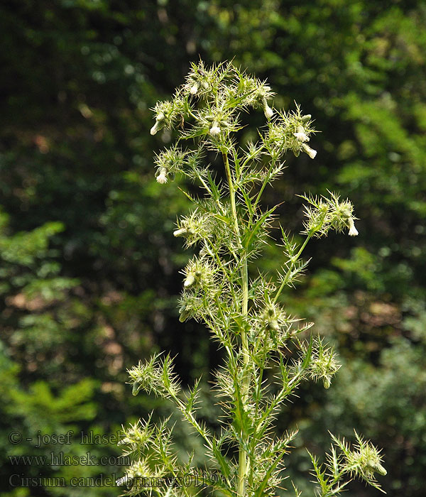 Cirsium candelabrum