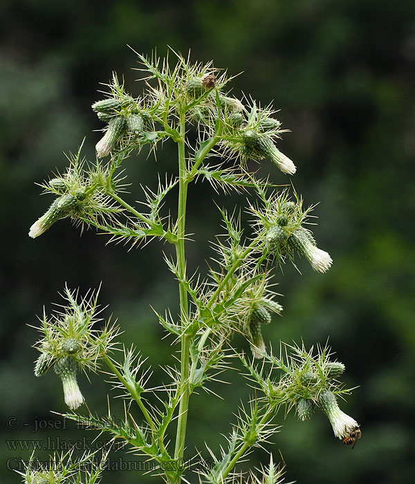 Cirsium candelabrum