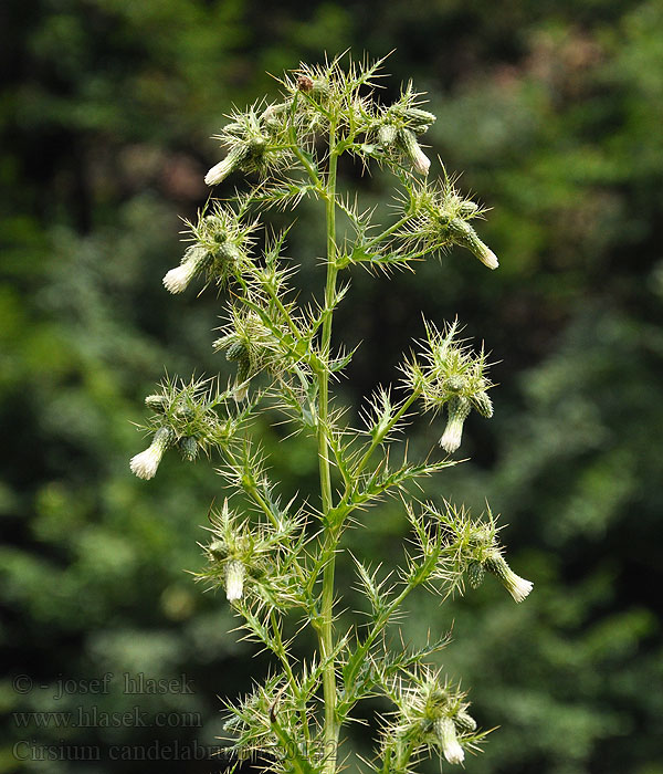 Cirsium candelabrum